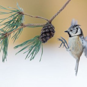 Festival franco-allemand de photo nature