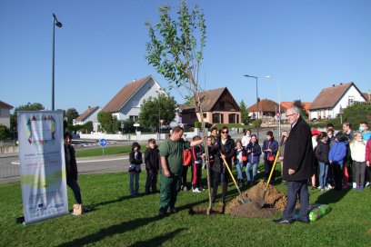 Pflanzung der PAMINA-Klimabäume