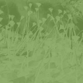 Petit projet SAVOIR-VIVRE : Exposition artistique à Wissembourg