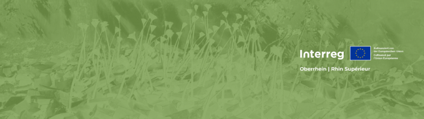 Kleinprojekt SAVOIR-VIVRE: Kunstausstellung in Wissembourg