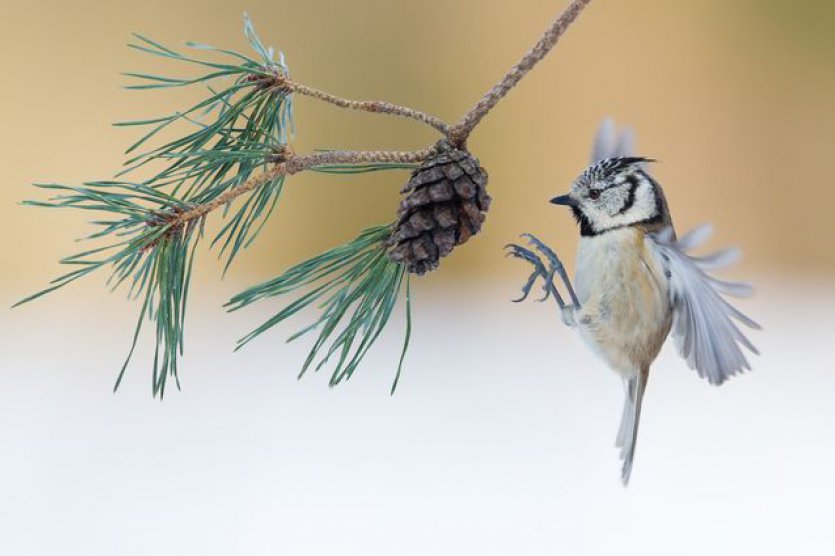 Festival franco-allemand de photo nature
